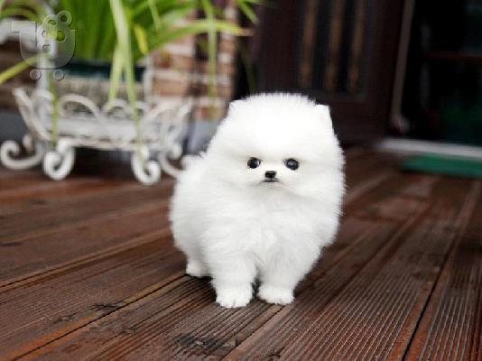 Pomeranian κουτάβια